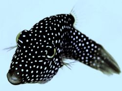 PUFFER FISH-los cabos mexico
D70 nikon with ds50 strobe
... by Christopher Phillips Md 